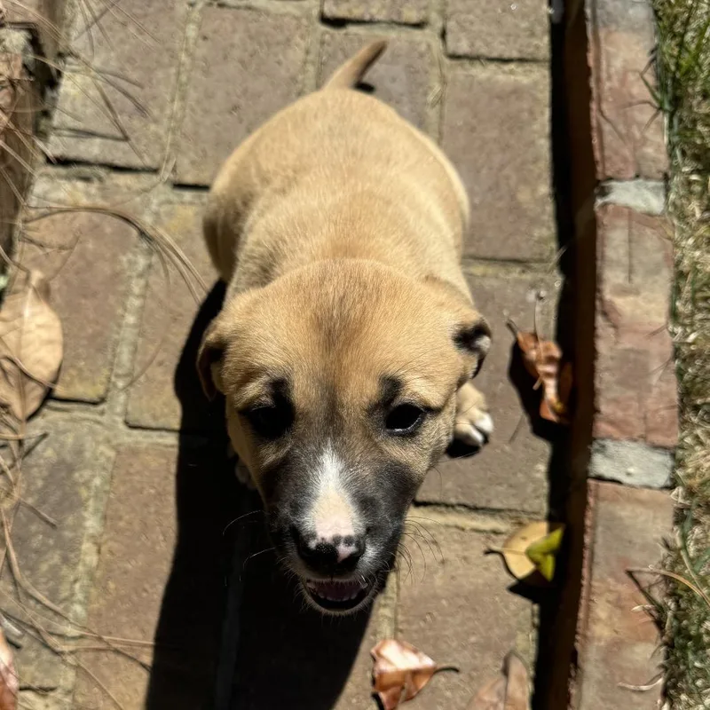 A baby medium-sized female Brown / Chocolate Labrador Retriever dog named Goldilocks for adoption in Brownsboro, AL