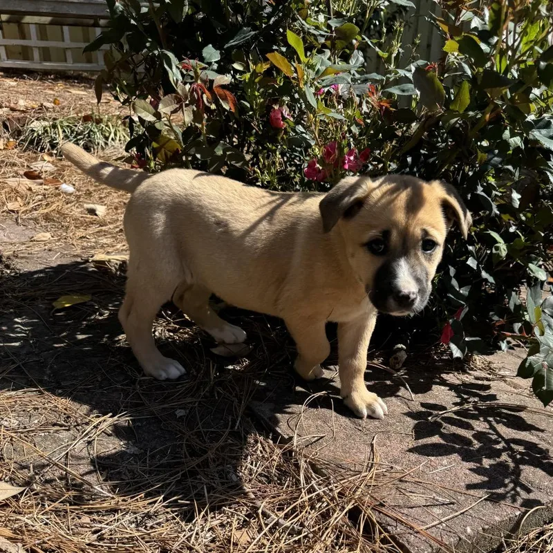 Goldilocks thumbnail 2