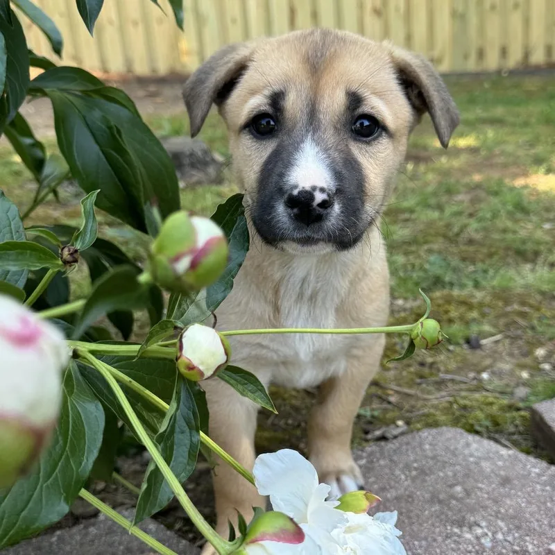 Goldilocks thumbnail 3