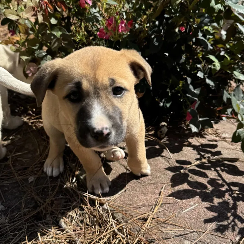 Goldilocks thumbnail 4