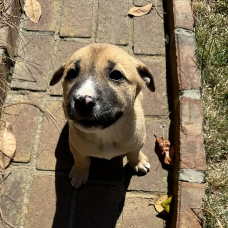 Goldilocks thumbnail 5