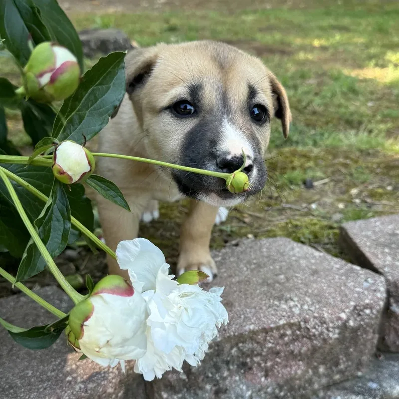 Goldilocks thumbnail 6