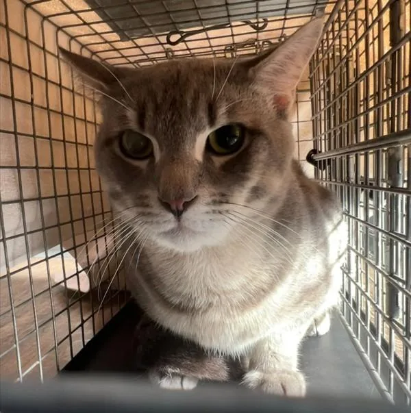 A young medium-sized male Domestic Short Hair cat named Mico for adoption in Oceanside, CA