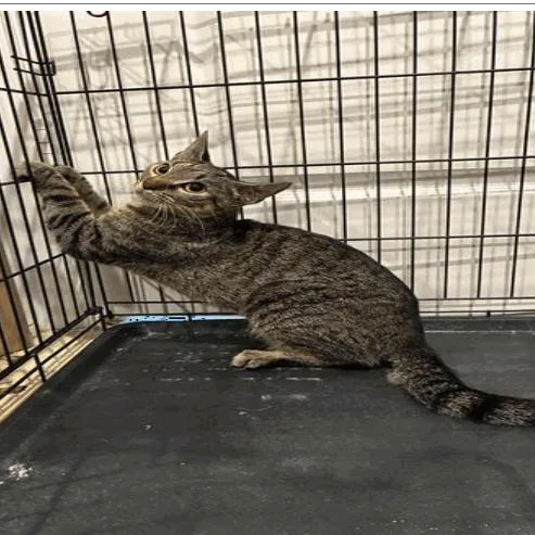 An adult medium-sized female Brown / Chocolate Domestic Short Hair cat named Hazel for adoption in Tampa, FL