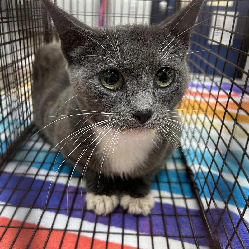 A young medium-sized female Gray / Blue / Silver Domestic Short Hair cat named Mama Grey for adoption in Webster, TX