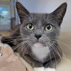 Mama Grey thumbnail 2