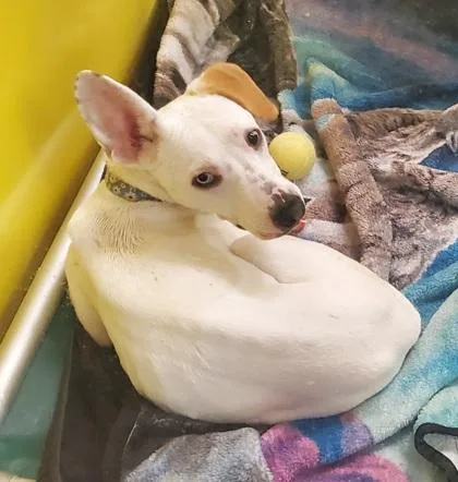 An adult large-sized male Terrier dog named Ian for adoption in Kansas City, MO
