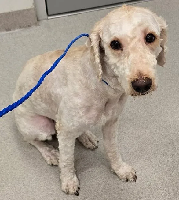 An adult medium-sized male White / Cream Goldendoodle dog named 26-251 for adoption in Amityville, NY