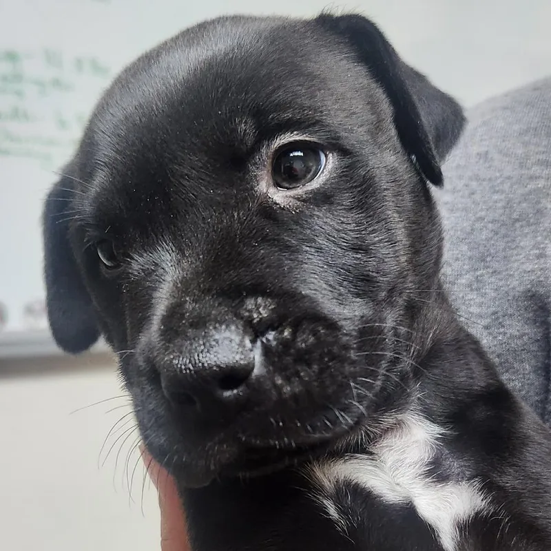A baby small-sized male Black Labrador Retriever dog named Angus for adoption in Tyler, TX