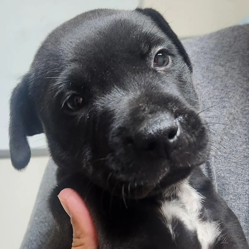 Angus thumbnail 2