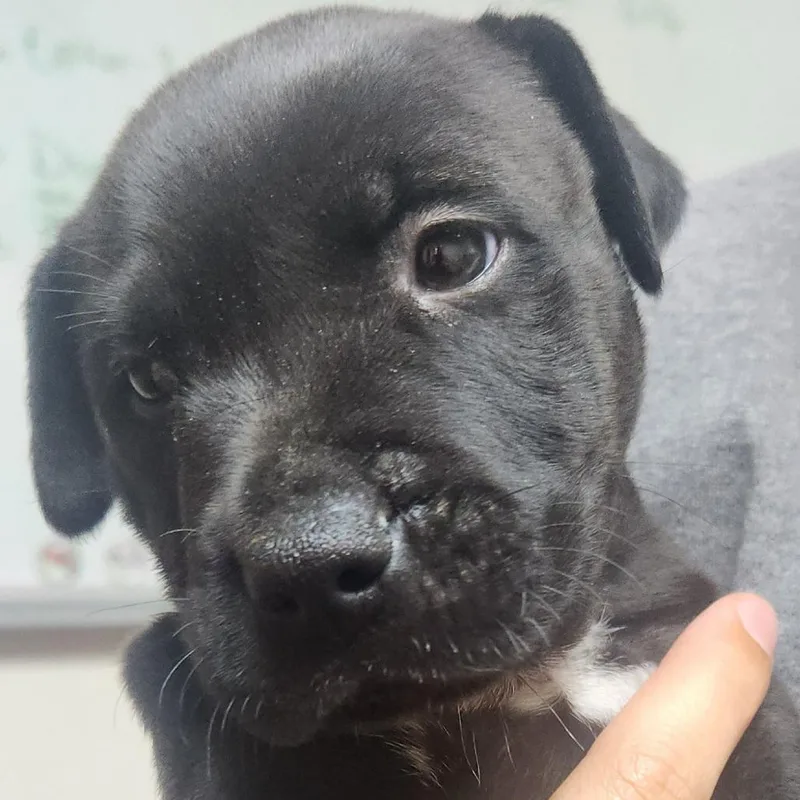 Angus thumbnail 3