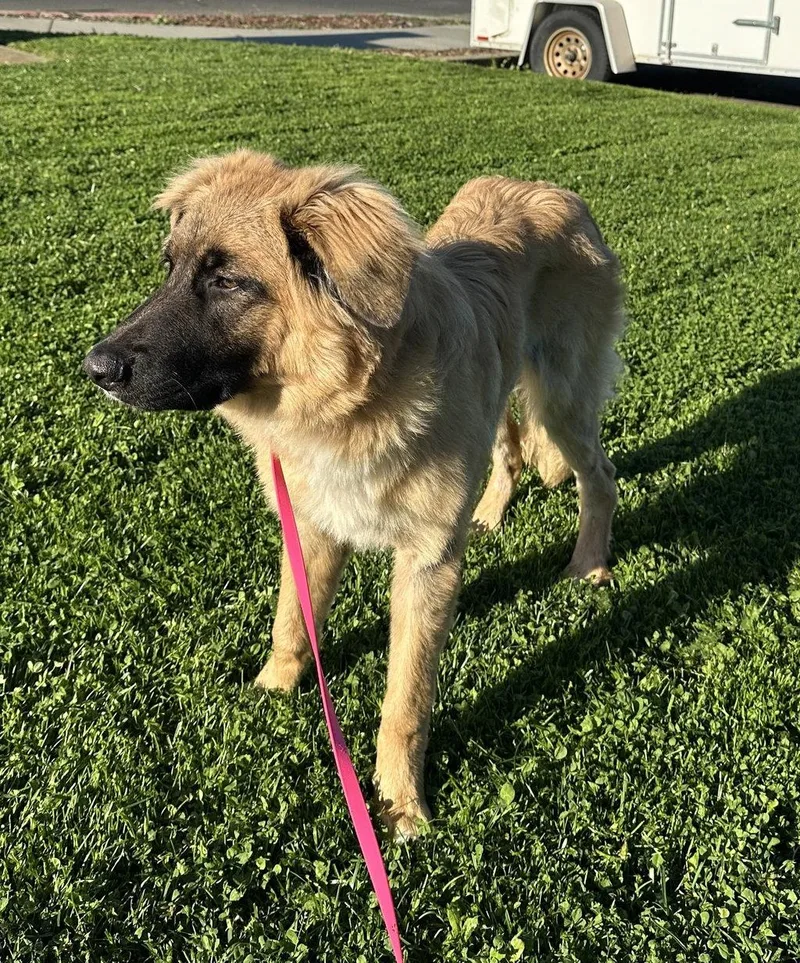 A young large-sized male German Shepherd Dog dog named Ranger for adoption in Petaluma, CA