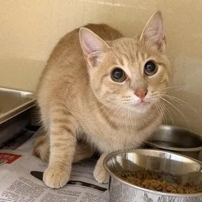 A young medium-sized male Tabby (Orange / Red) Domestic Short Hair cat named Bob for adoption in Converse, TX