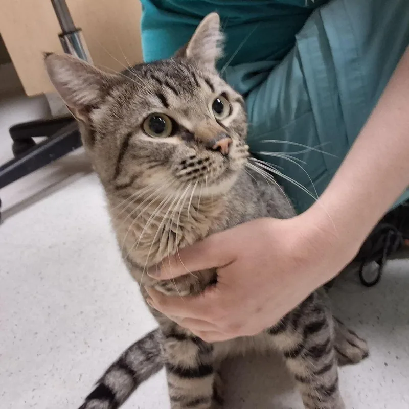 An adult medium-sized male Brown / Chocolate Domestic Short Hair cat named Graydar for adoption in Baltimore, MD