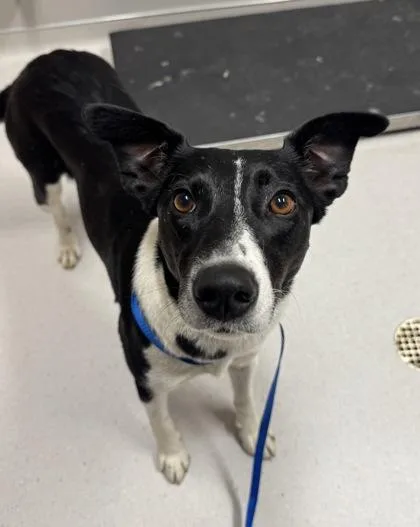 An adult medium-sized female McNab dog named Chara for adoption in Missoula, MT