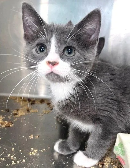 A baby medium-sized male Gray & White Domestic Short Hair cat named Weddell for adoption in Carrollton, GA