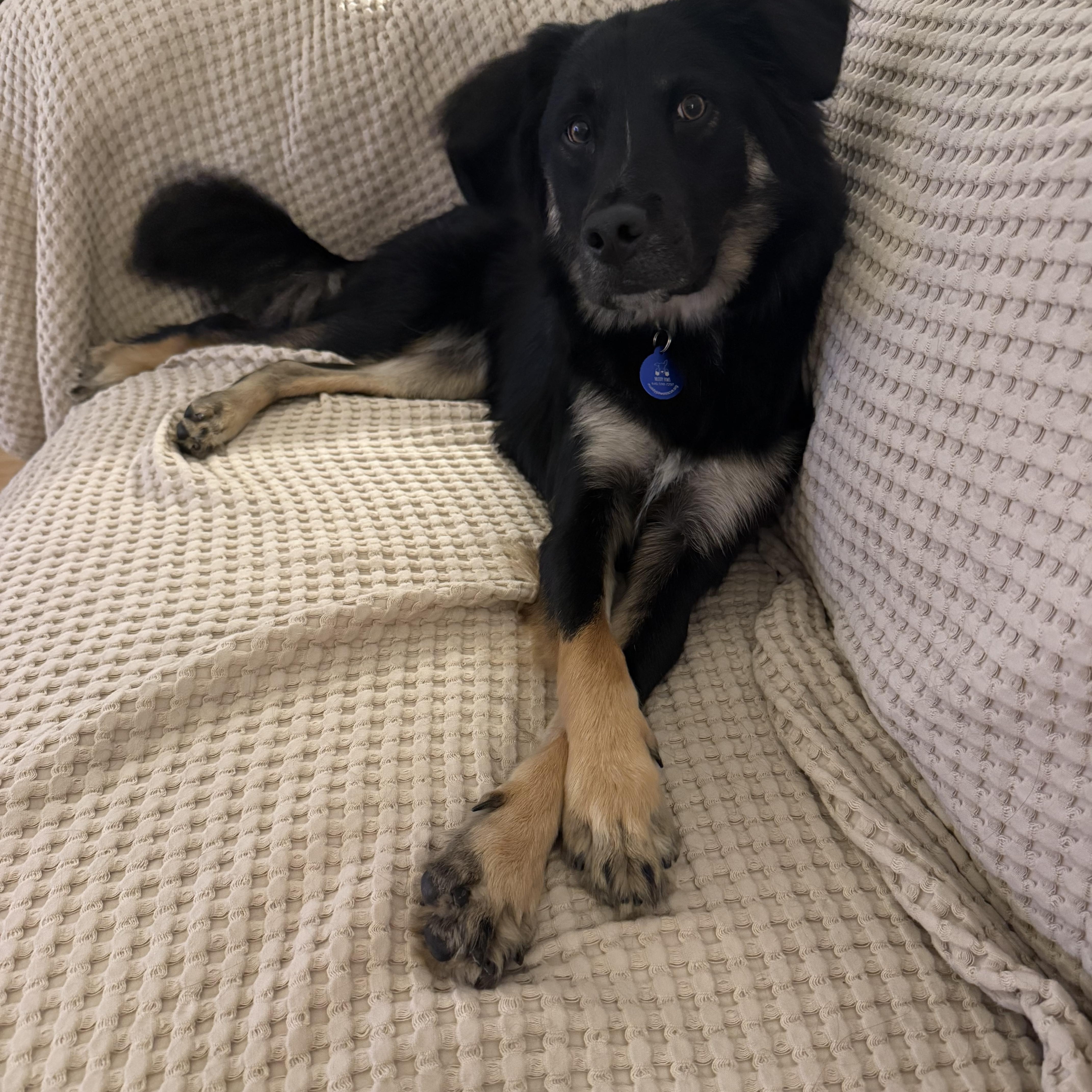 An adult medium-sized male Mixed Breed dog named Kyle for adoption in New York, NY