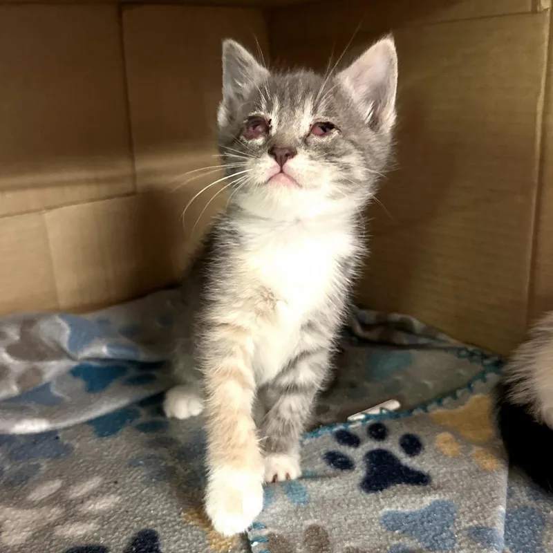 A baby small-sized female Calico Domestic Short Hair cat named Milan for adoption in Long Beach, CA