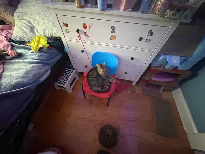 A young medium-sized female Domestic Short Hair cat named Cleo for adoption in Melrose, MA