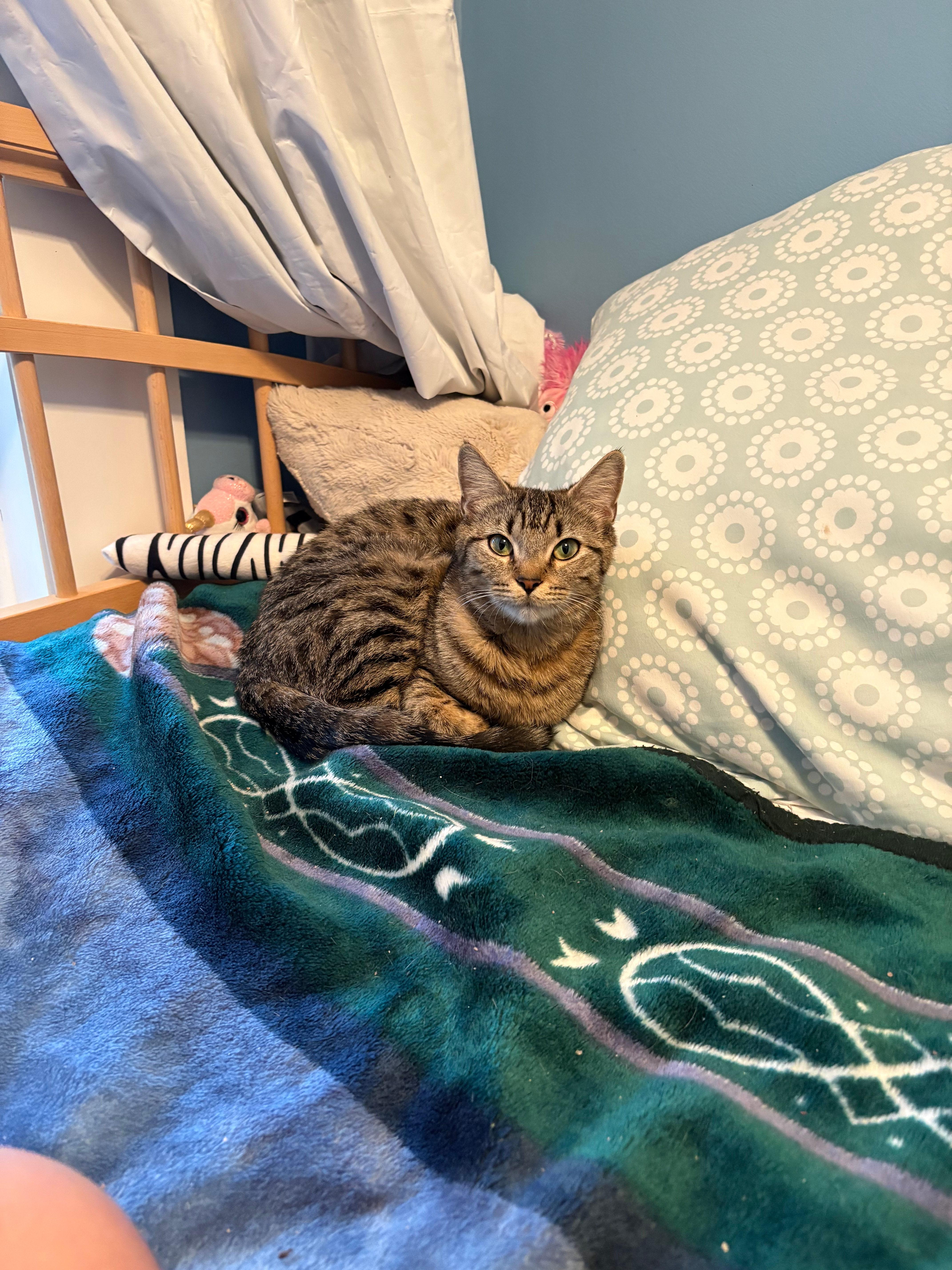 Cleo thumbnail 4