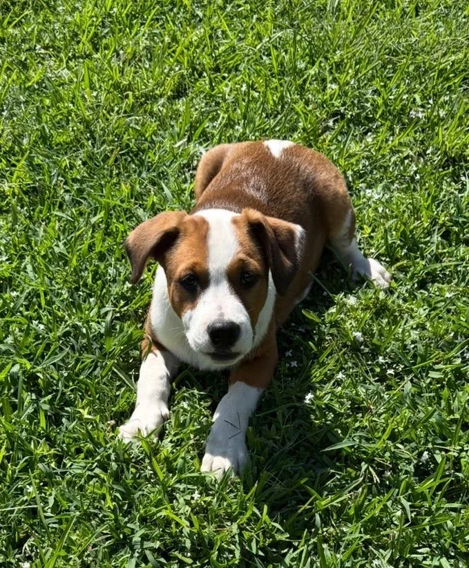 A baby medium-sized male Catahoula Leopard Dog dog named Barkley for adoption in Alexandria, LA