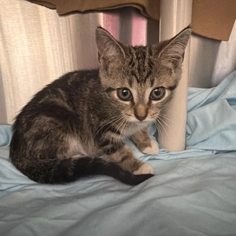 A baby small-sized female Brown / Chocolate Domestic Short Hair cat named Lucy for adoption in Philadelphia, PA