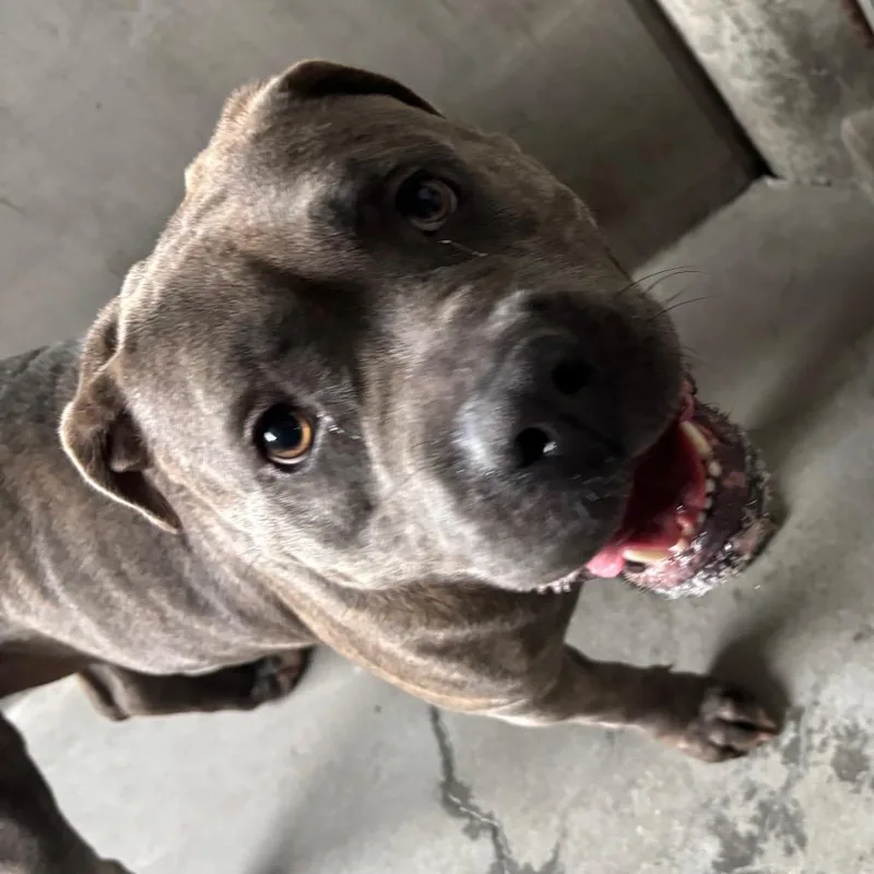 An adult large-sized female Pit Bull Terrier dog named Kasha for adoption in Mission Hills, CA