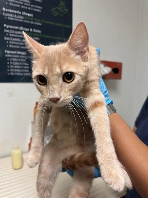 A young small-sized female Domestic Short Hair cat named Queen for adoption in Bakersfield, CA