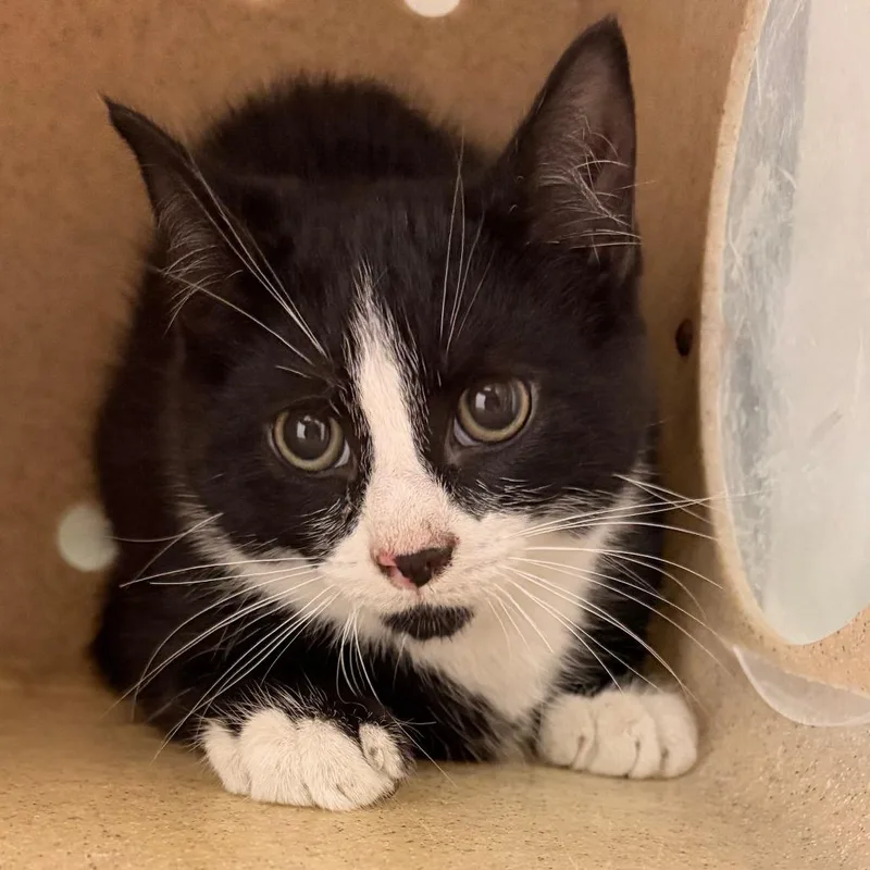 A baby small-sized male Black Domestic Short Hair cat named Chila for adoption in Philadelphia, PA