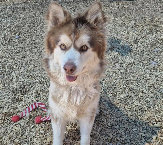 An adult large-sized male Alaskan Malamute dog named Clark for adoption in Albuquerque, NM