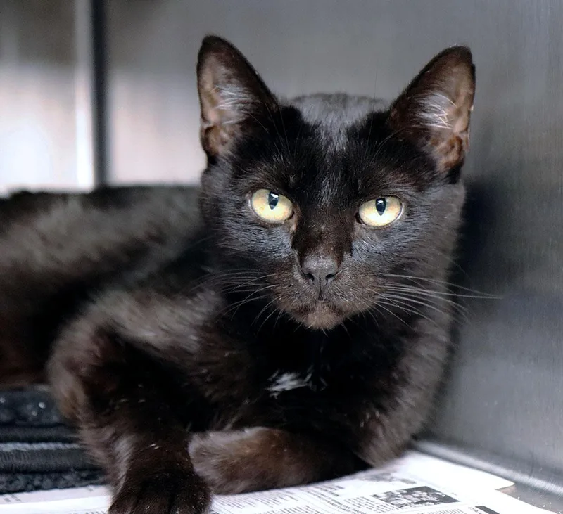 A young medium-sized female Domestic Short Hair cat named Mavis for adoption in Kansas City, KS