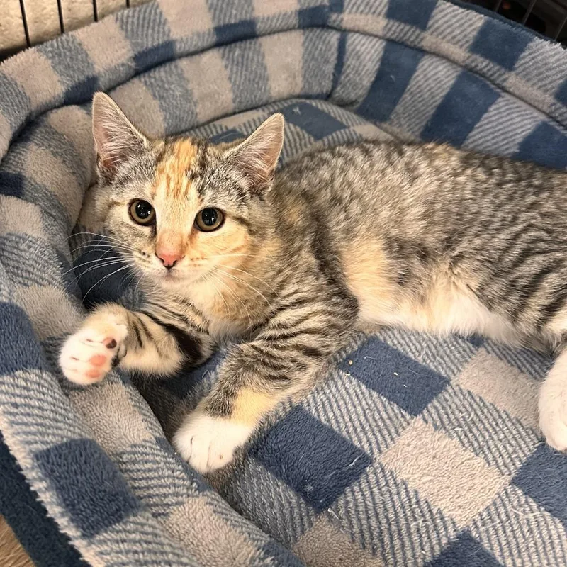 A baby small-sized female Torbie Domestic Short Hair cat named Squaltch for adoption in Rocky Mount, VA