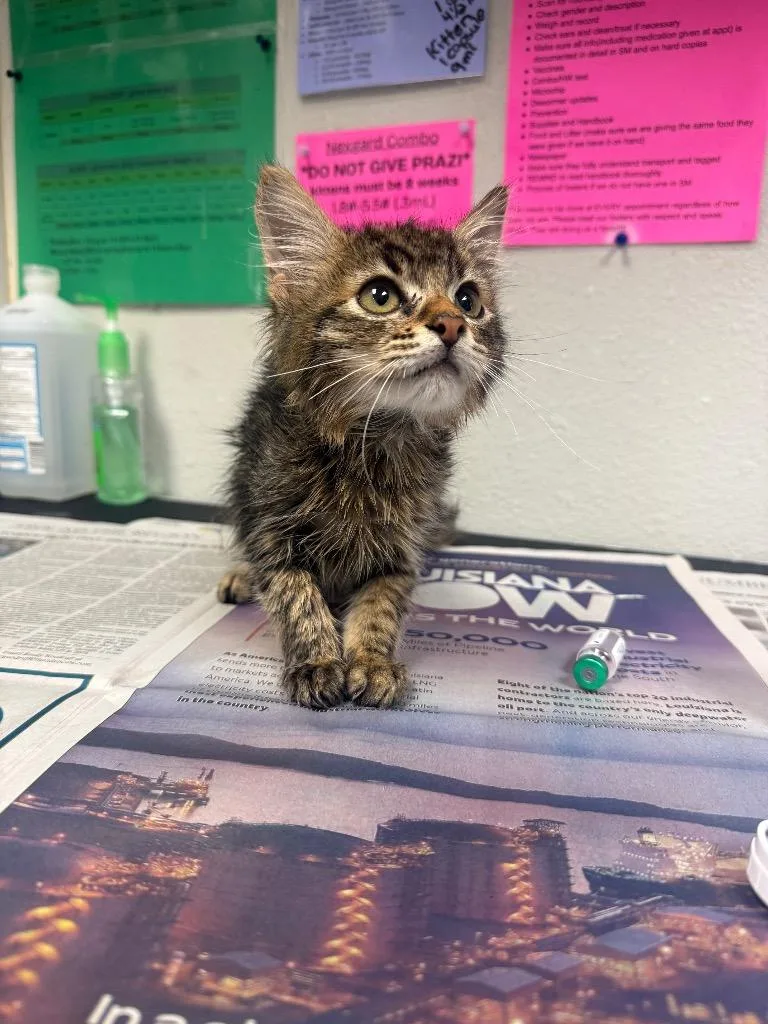 A baby medium-sized male Domestic Medium Hair cat named Rhody for adoption in Sorrento, LA