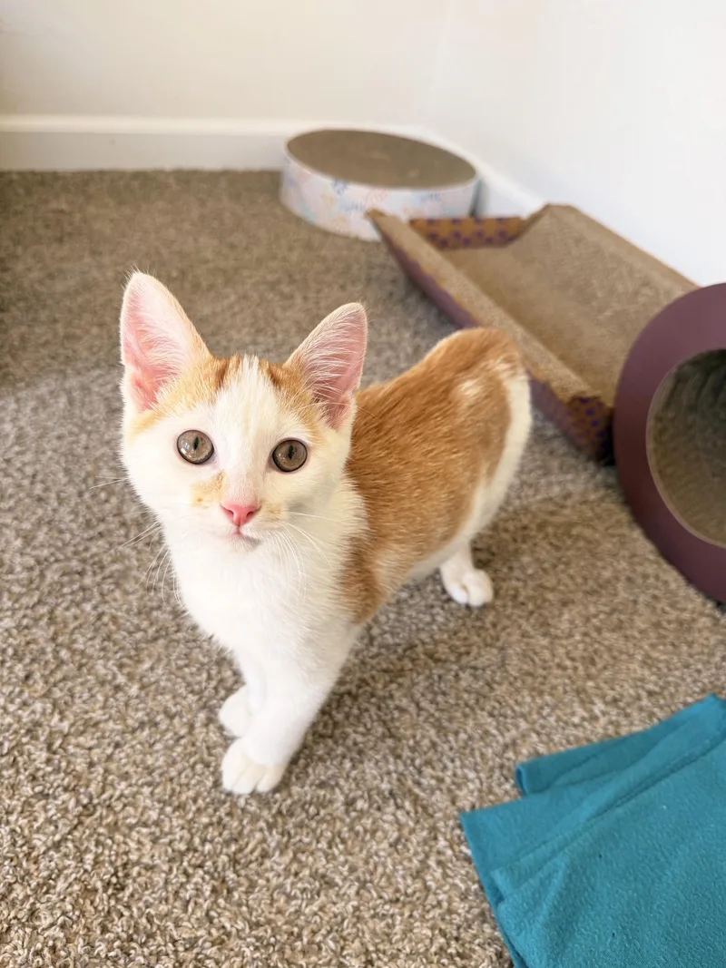 A baby medium-sized male Domestic Short Hair cat named Harry  crazy affectionate for adoption in Neenah, WI
