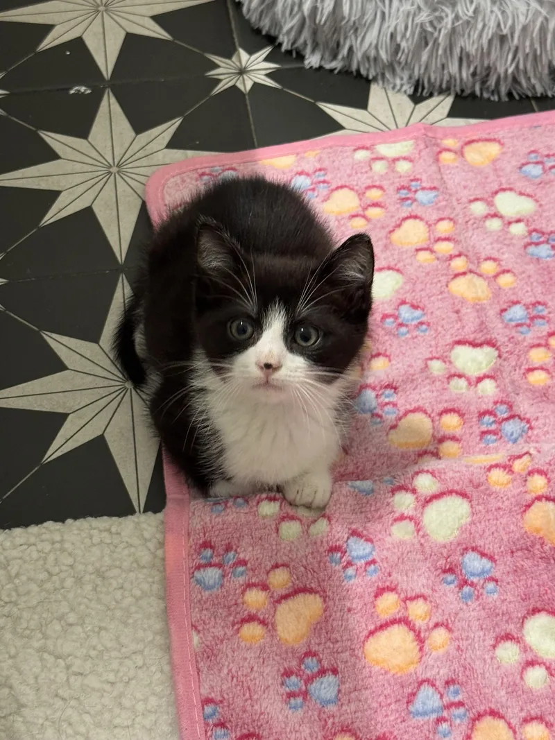 A baby small-sized male Domestic Short Hair cat named Astro for adoption in Hillsborough, NC