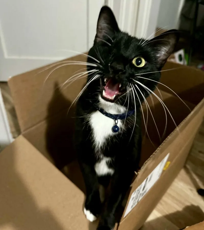 An adult medium-sized male Black Tuxedo cat named Pitch Guardian for adoption in Chandler, AZ