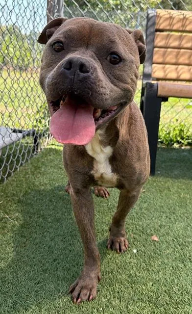 An adult medium-sized female Mixed Breed dog named Sandy for adoption in Columbia, SC