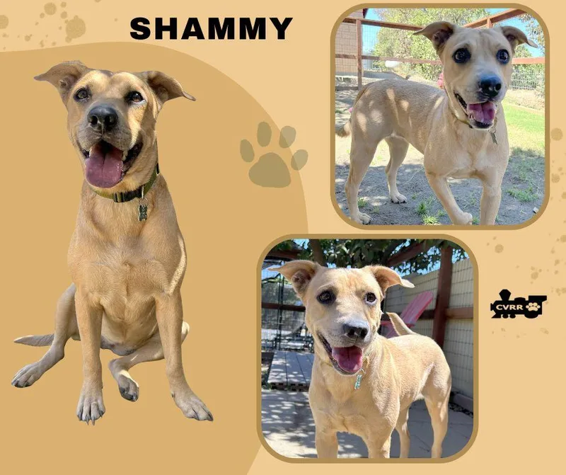 An adult large-sized female Terrier dog named Shammy for adoption in LINDSAY, CA