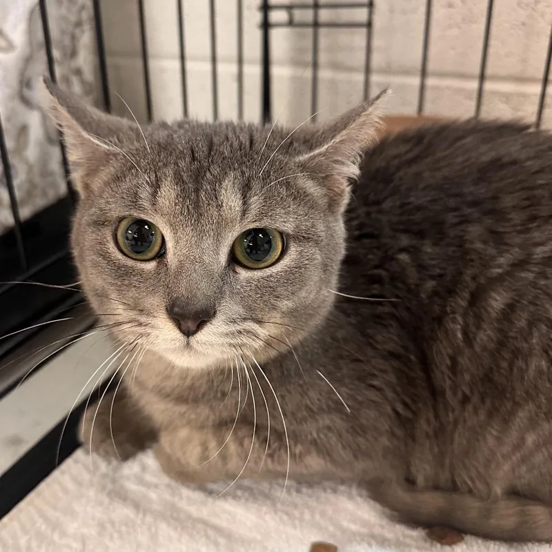 A young medium-sized male Gray / Blue / Silver Domestic Short Hair cat named Plannertron for adoption in Rocky Mount, VA