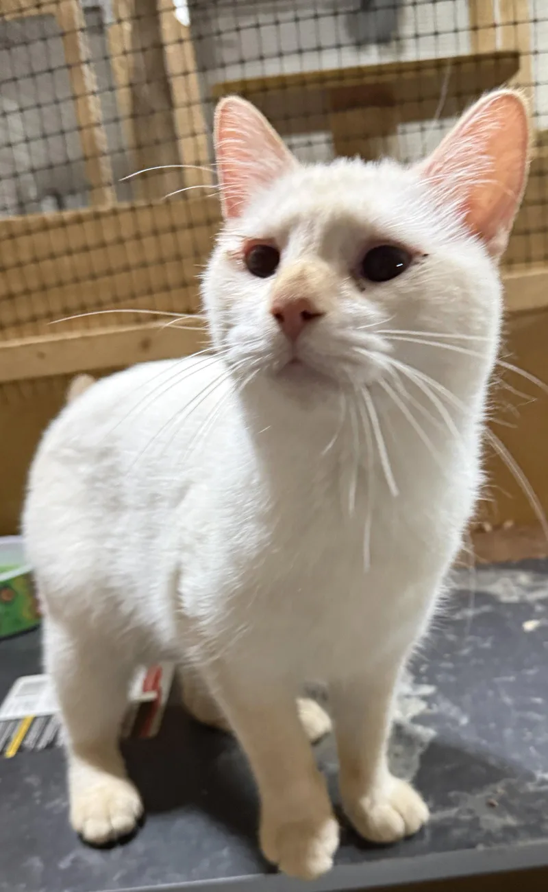 A young medium-sized female Buff / Tan / Fawn Domestic Short Hair cat named Marisol for adoption in Walled Lake, MI