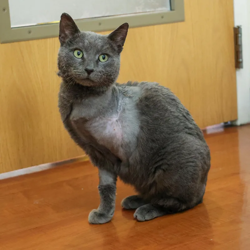 An adult medium-sized male Gray / Blue / Silver Domestic Short Hair cat named Smokey for adoption in Chicago, IL