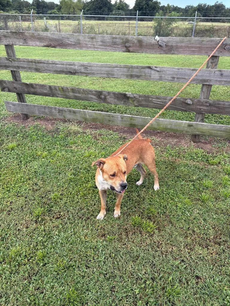 An adult large-sized male Terrier dog named Jessie for adoption in Wauchula, FL