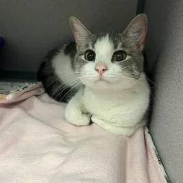 An adult small-sized female White Domestic Short Hair cat named Tinka for adoption in Cedar Rapids, IA