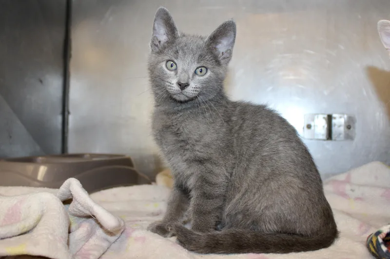 A baby medium-sized male Gray / Blue / Silver Domestic Short Hair cat named Tumble for adoption in Brazil, IN