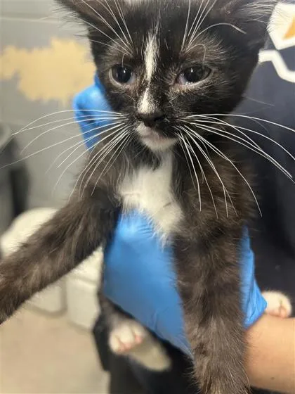 A baby small-sized male Domestic Short Hair cat named Batman for adoption in Largo, FL