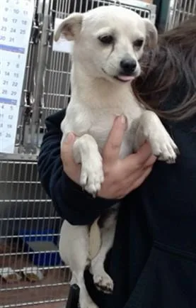 A young small-sized male Chihuahua dog named Marshmallow for adoption in Salinas, CA