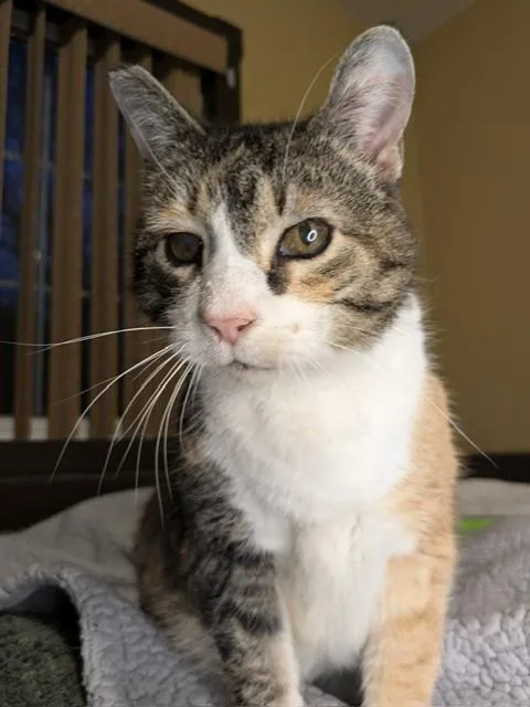 An adult medium-sized female Calico cat named Samantha for adoption in Sisseton, SD