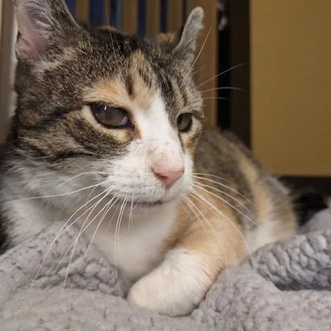 Samantha thumbnail 3