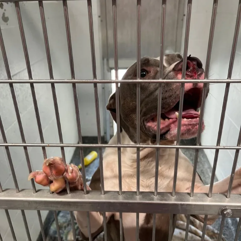 An adult medium-sized male Gray / Blue / Silver Mixed Breed dog named Bark Simpson for adoption in Jeffersonville, IN
