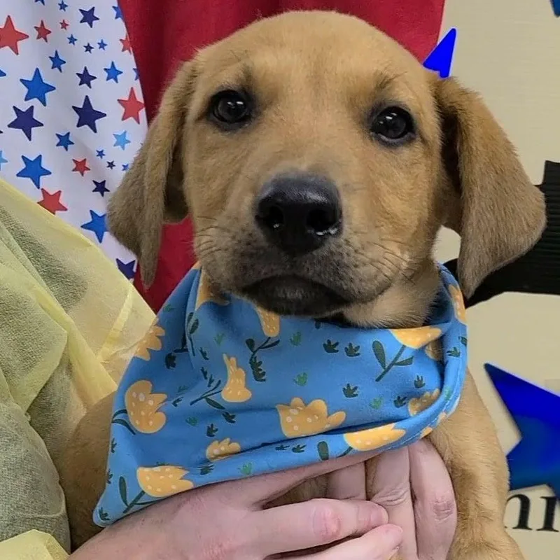 A young medium-sized male Apricot / Beige Labrador Retriever dog named Joppa for adoption in Woolwich, ME